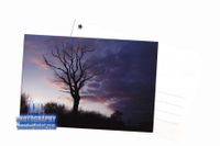 LonelyTree Postcard